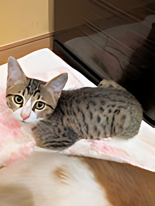 保護猫