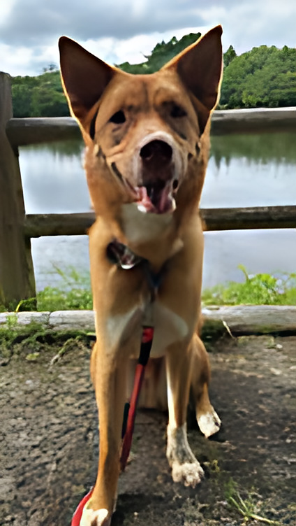 保護犬