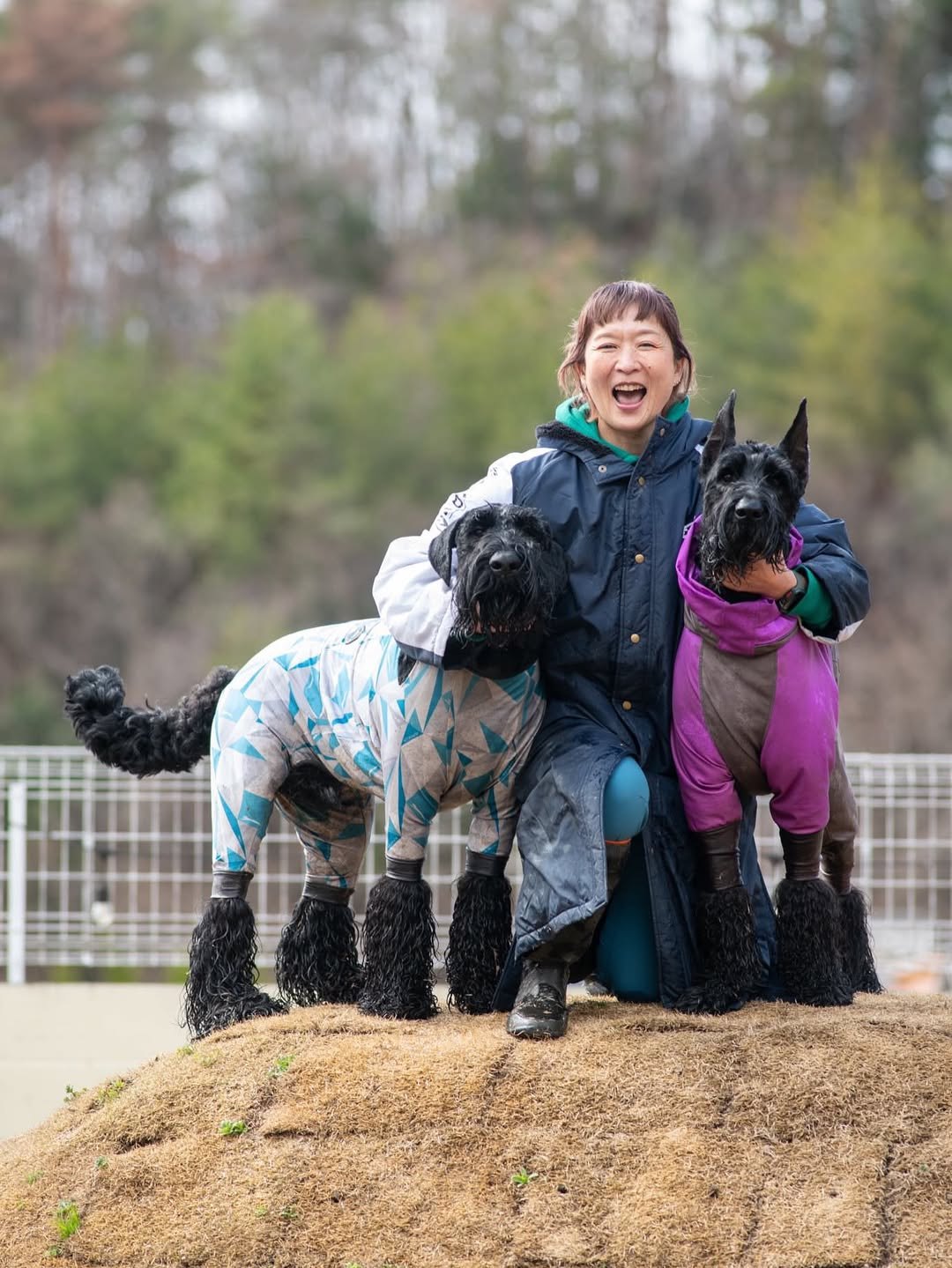 犬の学校